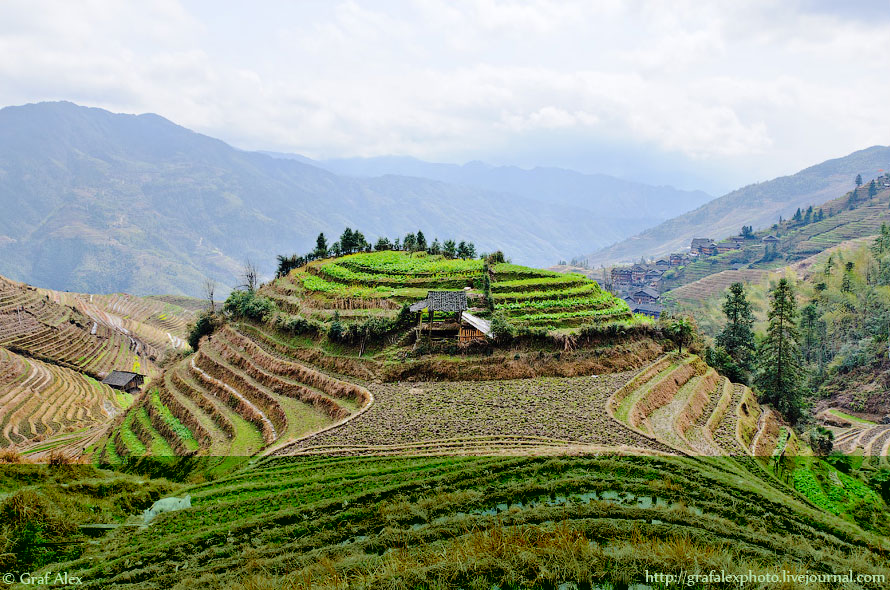 Китайские-рисовые-террасы Китайские-рисовые-террасы